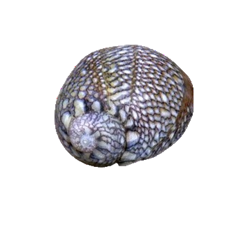 Nerite Snail