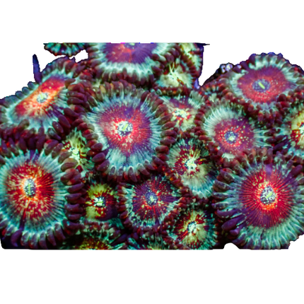 White Zombie Zoanthid Frag
