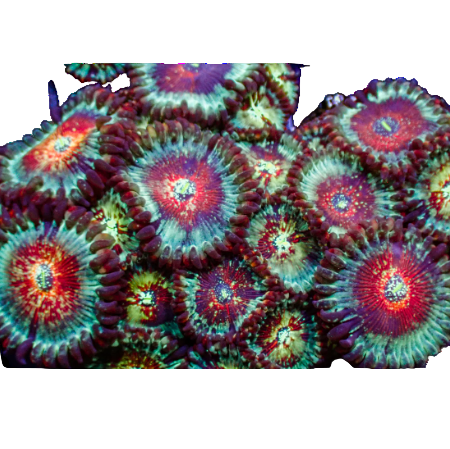 White Zombie Zoanthid Frag