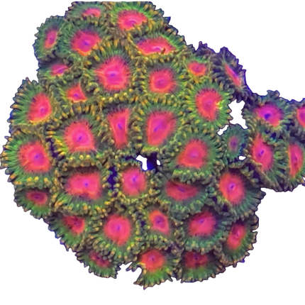Awesome Blossom Zoanthid Frag