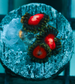 JF Fairy Tale Zoanthid Frag