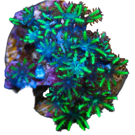 Blue and Green Sympodium