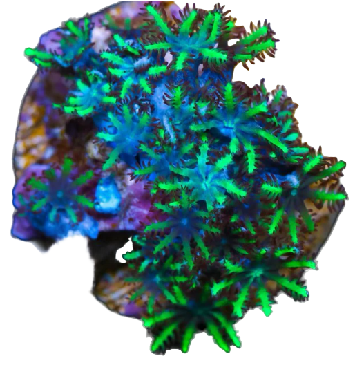 Blue and Green Sympodium