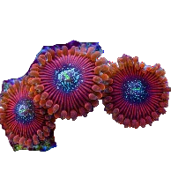 OG Magician Zoanthid Frag