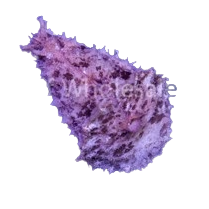 Sea Hare