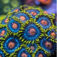 Blowpop Zoanthid Frag