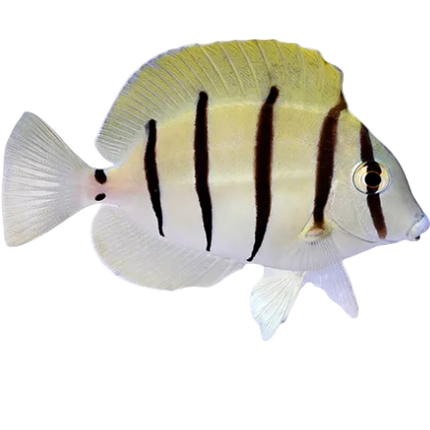 Convict Tang