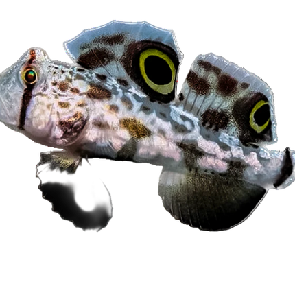 Twospot Goby