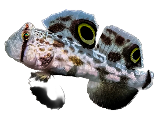 Twospot Goby