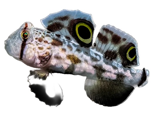 Twospot Goby