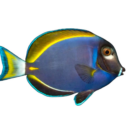 Hybrid Powder Blue Tang