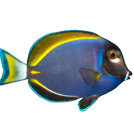 Hybrid Powder Blue Tang