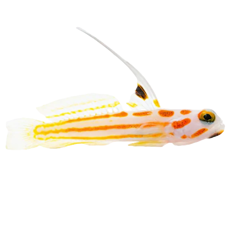 Yasha Goby