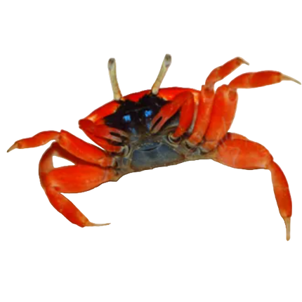 Red Burrowing Crab