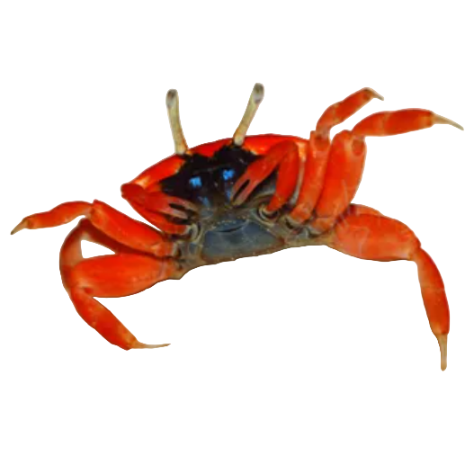 Red Burrowing Crab