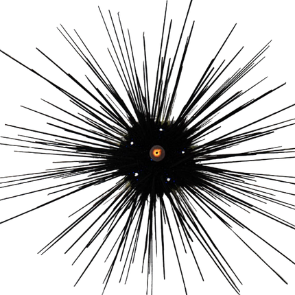 Long Spin Urchin - Small