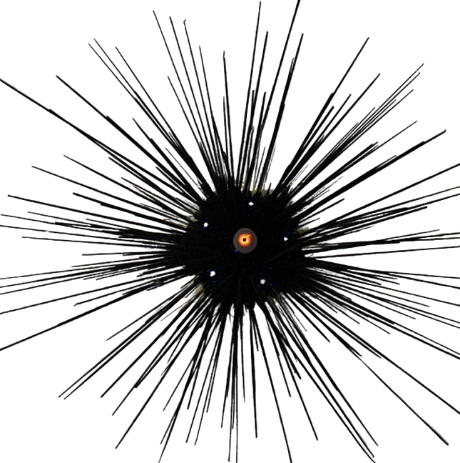 Long Spin Urchin - Small