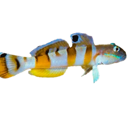 Tiger Sleeper Goby