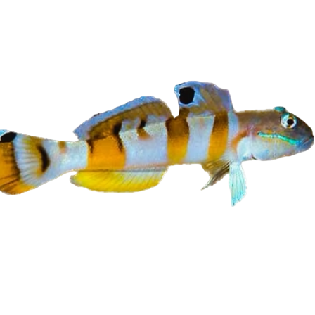 Tiger Sleeper Goby