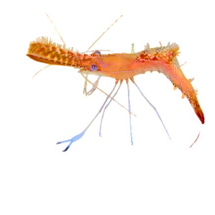 Donald Duck Shrimp