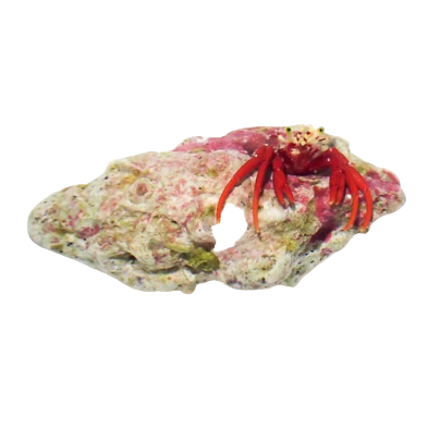 Scarlet Hermit Crab