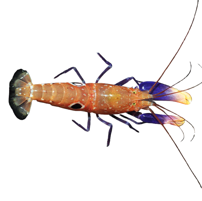 Purple Bullseye Pistol Shrimp