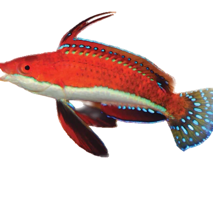 Ruby Longfin Fairy Wrasse - Mâle