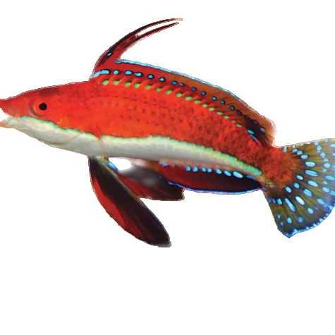 Ruby Longfin Fairy Wrasse - Mâle