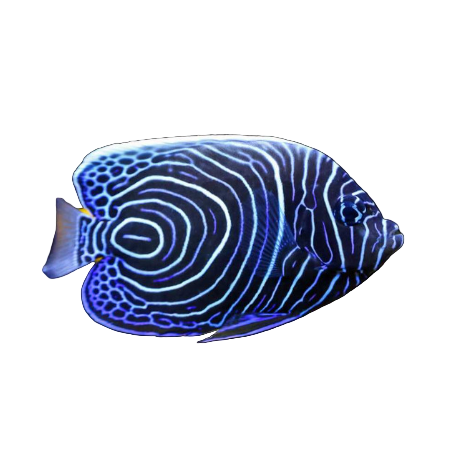 Emperor Angelfish - Juvenile