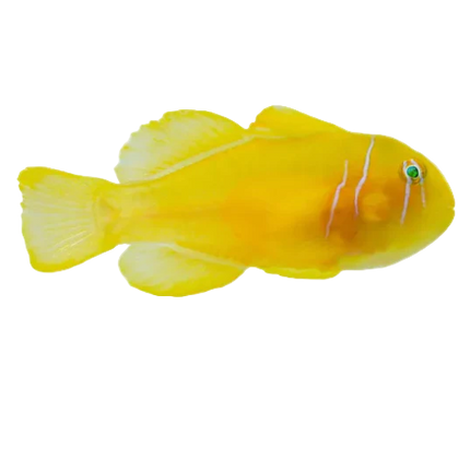 Citron Clown Goby