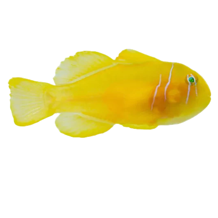 Citron Clown Goby