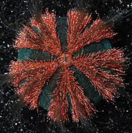Red Tuxedo Urchin