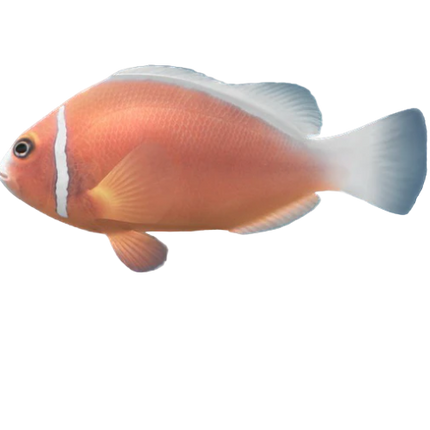 Pink Skunk Clownfish (CB)