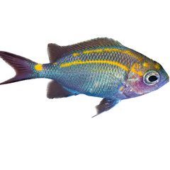 Collection image for: Aquarium 2