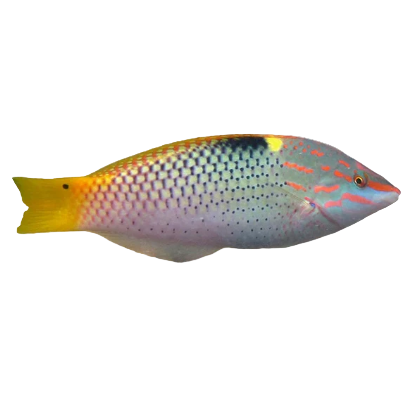 Checkerboard Wrasse