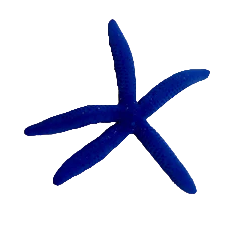 Linckia Starfish - Bleu
