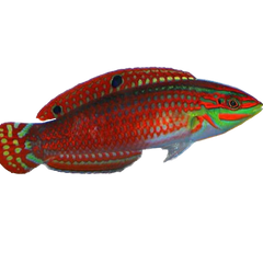 Collection image for: Aquarium 1