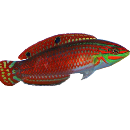 Red Lined Wrasse