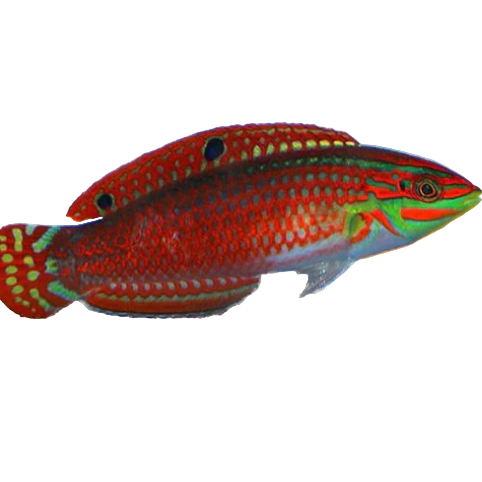 Red Lined Wrasse