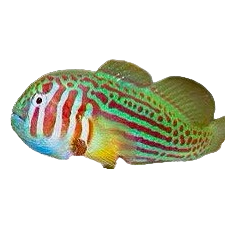 Green Clown Goby