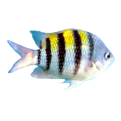 Collection image for: Aquarium 1