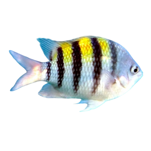 Sergeant Major Damsel