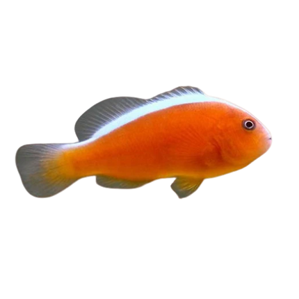 Skunk Clownfish (CB)