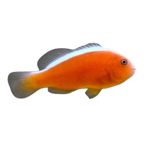 Skunk Clownfish (CB)