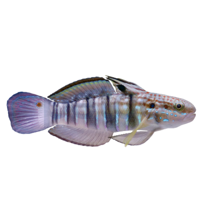 Sleeper Banded Goby