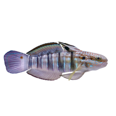 Sleeper Banded Goby