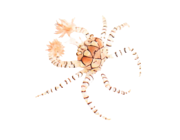 Pom Pom Anemone Crab