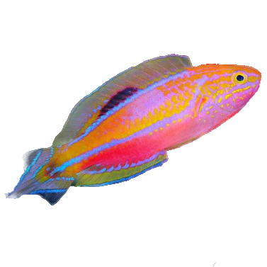 Pintail Fairy Wrasse Super Male