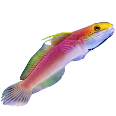 Collection image for: Aquarium 1