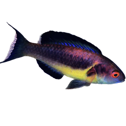 Brunneus Faire Wrasse